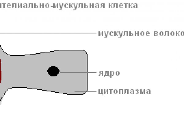 Kraken link